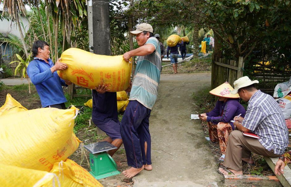 Với mô hình liên kết bao tiêu, giá lúa được doanh nghiệp cam kết ngay từ đầu vụ, tạo sự an tâm tuyệt đối. Cảnh cân dưới sự giám sát chặt chẽ của nông dân và đại diện doanh nghiệp.