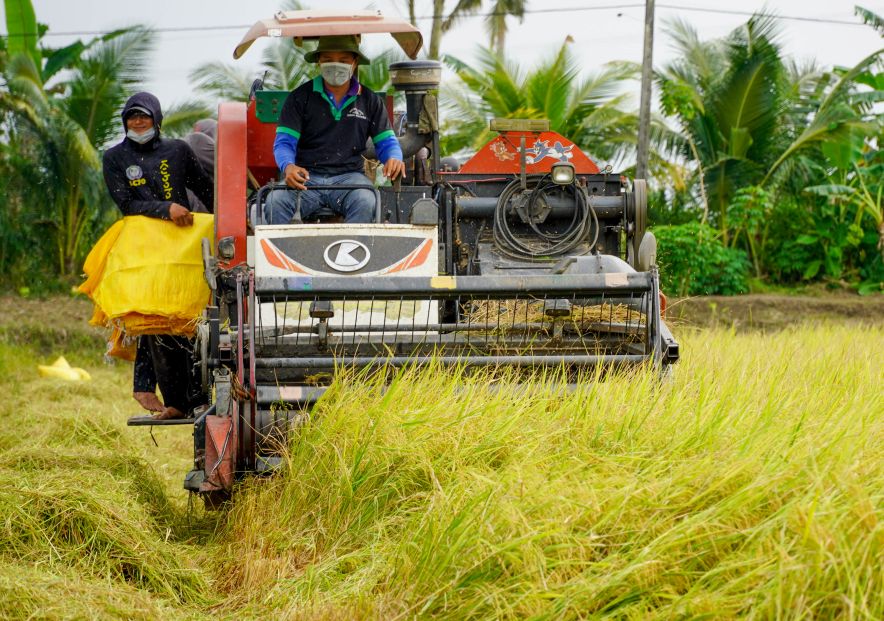 Chiếc máy gặt đập liên hợp băng băng thu hoạch lúa mở đầu cho một ngày thu hoạch đầy năng suất.