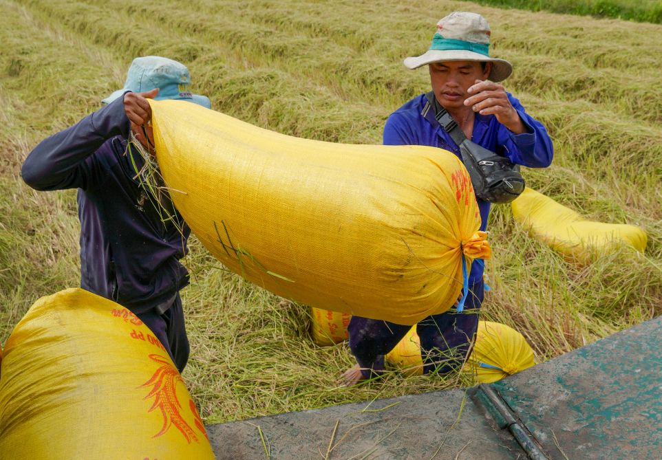 Những thanh niên lực lưỡng hối hả chuyển lúa từ ruộng lên xe.