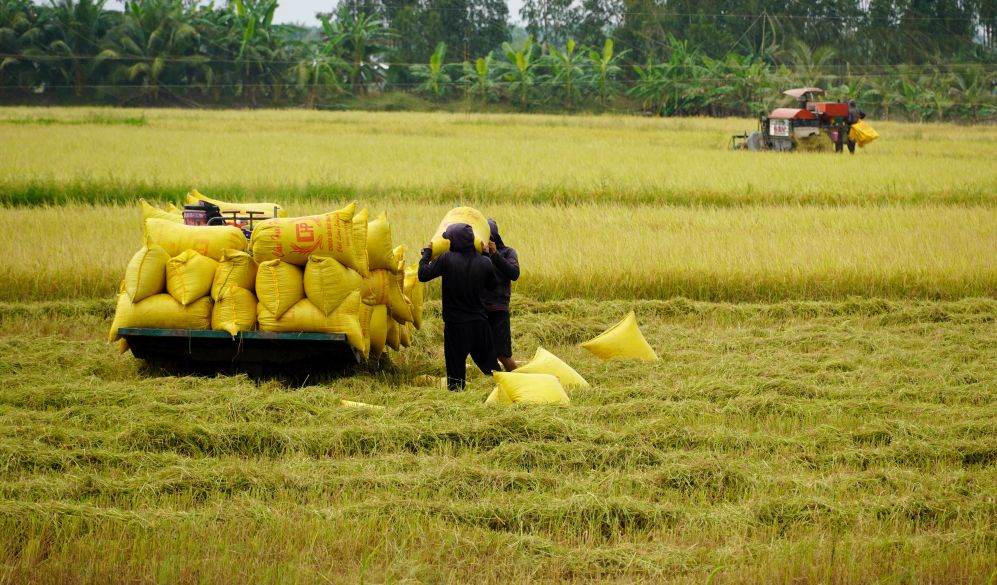 Nhờ sự hỗ trợ từ hệ thống trạm bơm nước của nhà nước, đây là năm đầu tiên ấp Đắc Thế (xã Hồ Đắc Kiện) xuống giống đồng loạt vụ Đông Xuân sớm. Việc cơ giới hóa hoàn toàn khâu thu hoạch giúp đẩy nhanh tiến độ, đảm bảo phẩm chất hạt gạo tốt nhất.