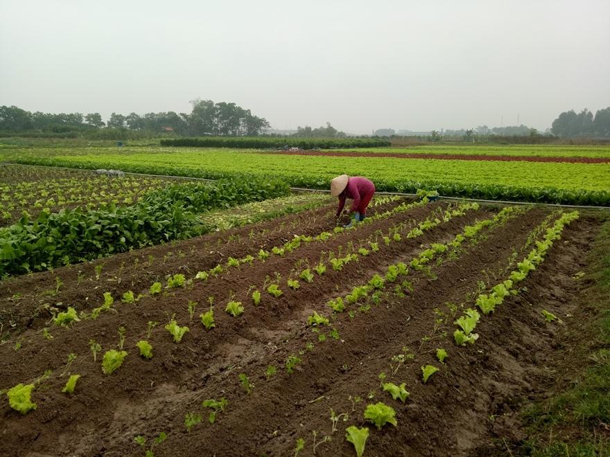 Tiêu chí vùng nguyên liệu đạt chuẩn: Nền tảng nâng sức cạnh tranh nông sản Việt Tiêu chí vùng nguyên liệu đạt chuẩn: Nền tảng nâng sức cạnh tranh nông sản Việt