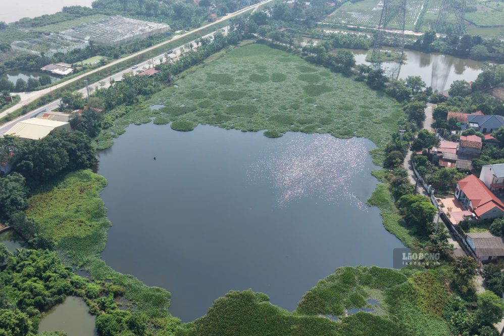 Mặt hồ phủ kín bởi bèo. Ảnh: Tô Công