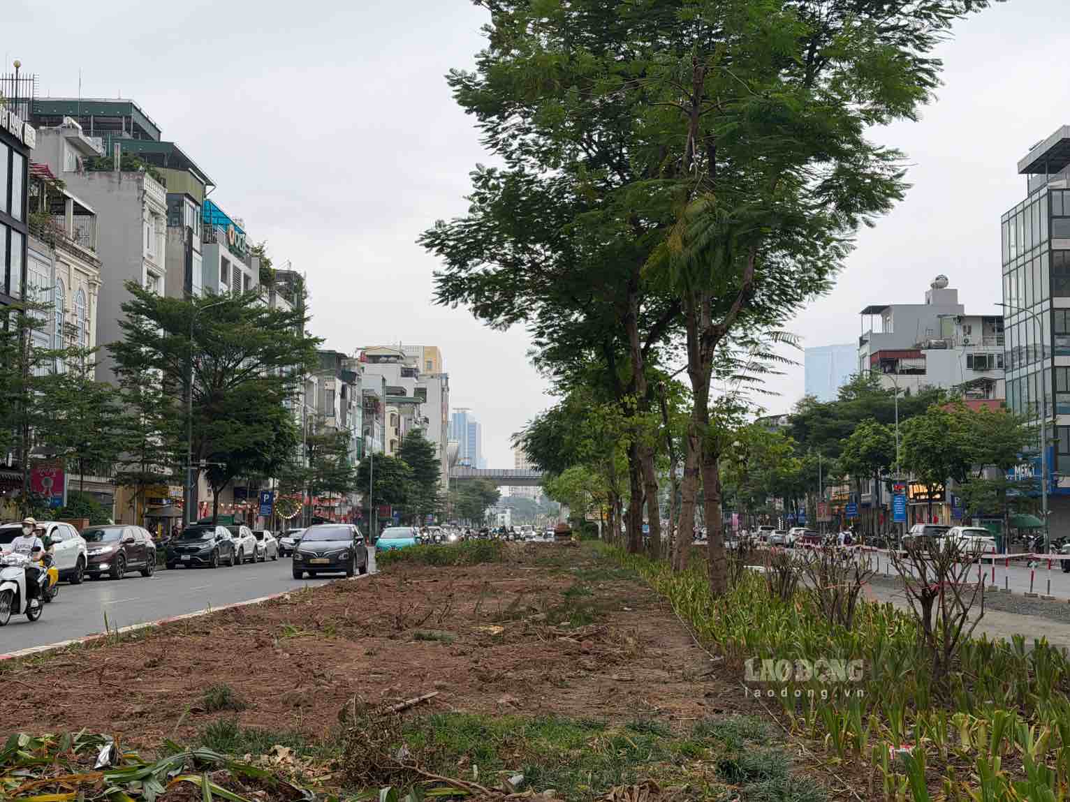 Cây cảnh tại làn phân cách giữa đã được di chuyển, cắt tỉa để phục vụ thi công. Ảnh: Hoài Anh