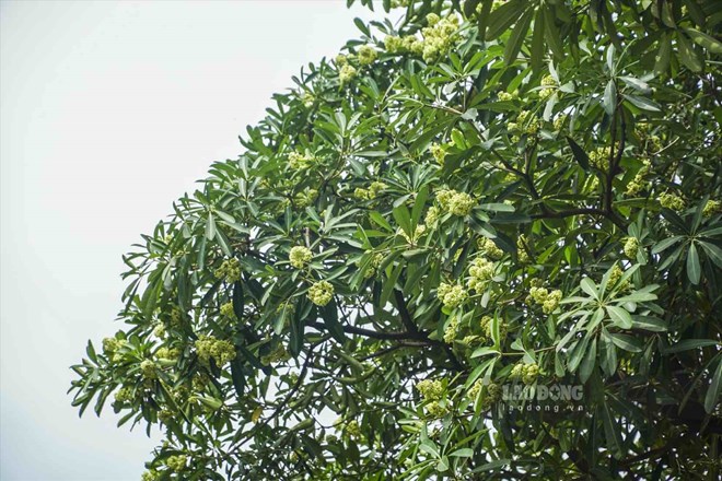 Hà Nội sẽ thay thế cây hoa sữa tại một số khu vực trong 3-7 năm tới