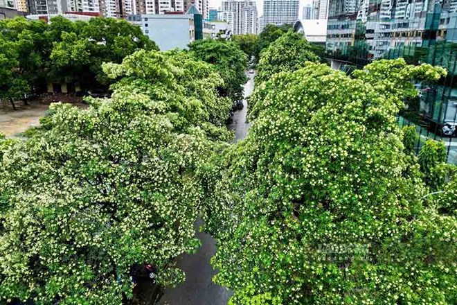 Hà Nội nghiên cứu cắt tỉa, dịch chuyển cây hoa sữa để giảm mùi hương